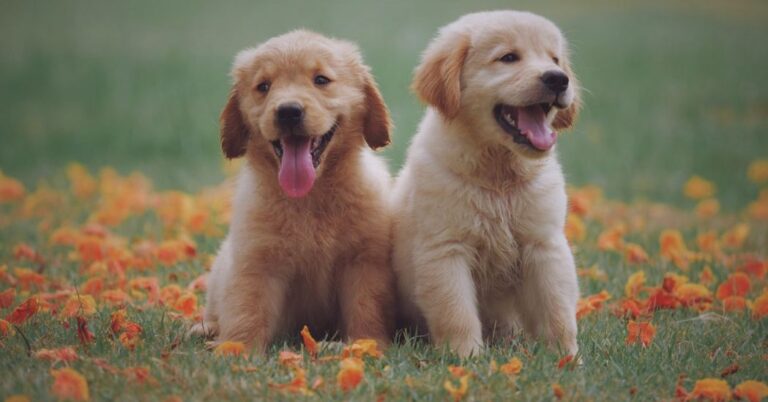 cbd for dogs